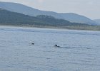 Loons  Loons. Boating on Umbagog Lake : 2015, Errol, Lake, Lake Umbagog, Maine, New Hampshire, Upton, boating