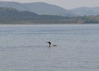 Loons  Loons. Boating on Umbagog Lake : 2015, Errol, Lake, Lake Umbagog, Maine, New Hampshire, Upton, boating
