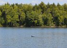 Loons  Loons. Boating on Umbagog Lake : 2015, Errol, Lake, Lake Umbagog, Maine, New Hampshire, Upton, boating