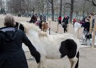 Paris122715-7879  Jardin du Luxembourg / Luxembourg Garden : 2016, Day 6, Jardin du Luxembourg, Luxembourg Garden, New Years Day, Paris, le Nouvel An, le jour de l'An