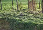 Paris122715-7799  Ground hog. Jardin Anglais. Petit Trianon, Domaine de Marie-Antoinette. Palace of Versailles /  Château de Versailles : 2015, Château de Versailles, Day 5, Domaine de Marie-Antoinette, Domaine de Versailles, Palace and Park of Versailles, Palace of Versailles, Paris, Petit Trianon, Versailles
