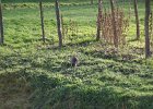 Paris122715-7800  Ground hog. Jardin Anglais. Petit Trianon, Domaine de Marie-Antoinette. Palace of Versailles /  Château de Versailles : 2015, Château de Versailles, Day 5, Domaine de Marie-Antoinette, Domaine de Versailles, Palace and Park of Versailles, Palace of Versailles, Paris, Petit Trianon, Versailles