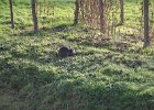 Paris122715-7801  Ground hog. Jardin Anglais. Petit Trianon, Domaine de Marie-Antoinette. Palace of Versailles /  Château de Versailles : 2015, Château de Versailles, Day 5, Domaine de Marie-Antoinette, Domaine de Versailles, Palace and Park of Versailles, Palace of Versailles, Paris, Petit Trianon, Versailles