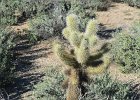 Phoenix021415-2472-2  Teddy-bear Cholla Cactus, Hiking Pinnacle Peak Park, Scotsdale : 2015, 26802 N 102 Way, Arizona, Hiking, Phoenix, Pinnacle Peak Park, Scottsdale, Teddy-bear Cholla Cactus