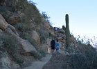 Phoenix021415-2491-2  Hiking Pinnacle Peak Park, Scotsdale. Looking up at Saguaro Cactus : 2015, 26802 N 102 Way, Arizona, Hiking, Phoenix, Pinnacle Peak Park, Saguaro Cactus, Scottsdale