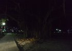 Banyan Tree  Banyan Tree. Walk St Petersburg Waterfront from Vinoy, around the North Yacht Basin to the Pier. : 2015, Evening, FL, Florida, St Petersburg, Walking, Waterfront Walk