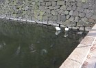 Swans  Swans, Wadakura Moat. Walking around the Imperial Palace Area : 2015, Chiyoda, Imperial Palace Area, Tokyo, Walking