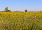 Prairie  View of Prairie. Bike Danada to Herrick Lake : 2016, Biking, Danada, Danada Forest Preserve, DuPage County, DuPage Forest Preserve, IL, Illinois, Praire Vista, Wheaton