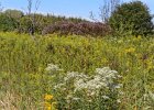 Prairie  View of Prairie. Bike Danada to Herrick Lake : 2016, Biking, Danada, Danada Forest Preserve, DuPage County, DuPage Forest Preserve, IL, Illinois, Praire Vista, Queen Anne's Lace, Wheaton