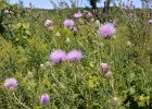 Thistle  Thistle.  Bike Danada to Herrick Lake : 2016, Biking, Danada, Danada Forest Preserve, DuPage County, DuPage Forest Preserve, IL, Illinois, Thistle, Wheaton