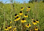 Yellow coneflower  Yellow coneflower.  Bike Danada to Herrick Lake : 2016, Biking, Danada, Danada Forest Preserve, DuPage County, DuPage Forest Preserve, IL, Illinois, Wheaton, Yellow coneflower