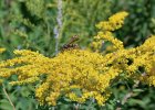Wasp  Wasp on Goldenrod. Bike Danada to Herrick Lake : 2016, Biking, Danada, Danada Forest Preserve, DuPage County, DuPage Forest Preserve, Goldenrod, IL, Illinois, Wheaton