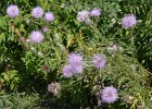 Thistle  Thistle.  Bike Danada to Herrick Lake : 2016, Biking, Danada, Danada Forest Preserve, DuPage County, DuPage Forest Preserve, IL, Illinois, Thistle, Wheaton