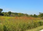 Ironweed  Ironweed. Bike Danada to Herrick Lake : 2016, Biking, Danada, Danada Forest Preserve, DuPage County, DuPage Forest Preserve, IL, Illinois, Ironweed, Praire Vista, Wheaton