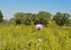 Thistle  Thistle.  Bike Danada to Herrick Lake : 2016, Biking, Danada, Danada Forest Preserve, DuPage County, DuPage Forest Preserve, IL, Illinois, Praire Vista, Thistle, Wheaton