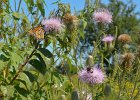 Monarch Butterfly on Thistle  Monarch Butterfly and bumblebee on Thistle.  Bike Danada to Herrick Lake : 2016, Biking, Danada, Danada Forest Preserve, DuPage County, DuPage Forest Preserve, IL, Illinois, Thistle, Wheaton