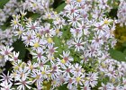 Aster  Prairie Aster flowers along the bike path. Geneva Spur. Biking the Prairie Path Grand Tour:  30 mile loop starting in Warrenville, then Wheaton, West Chicago, Geneva, Batavia, I-88 then back to Warrenville. : 2016, 30 mile loop, Biking, Grand Tour, Prairie Path