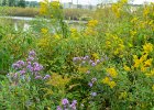 Aster and Golden Rod  Aster and Golden Rod near DuPage Airport. Geneva Spur. Biking the Prairie Path Grand Tour:  30 mile loop starting in Warrenville, then Wheaton, West Chicago, Geneva, Batavia, I-88 then back to Warrenville. : 2016, 30 mile loop, Biking, Grand Tour, Prairie Path