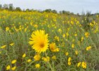 Compass plant  Compass plant. Batavia Spur. Biking the Prairie Path Grand Tour:  30 mile loop starting in Warrenville, then Wheaton, West Chicago, Geneva, Batavia, I-88 then back to Warrenville. : 2016, 30 mile loop, Biking, Grand Tour, Prairie Path