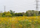 Prairie along I-88  Prairie along I-88 near Eola Rd. Batavia Spur. Biking the Prairie Path Grand Tour:  30 mile loop starting in Warrenville, then Wheaton, West Chicago, Geneva, Batavia, I-88 then back to Warrenville. : 2016, 30 mile loop, Biking, Grand Tour, Prairie Path