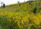 Prairie along I-88  Prairie along I-88 near Eola Rd. Batavia Spur. Biking the Prairie Path Grand Tour:  30 mile loop starting in Warrenville, then Wheaton, West Chicago, Geneva, Batavia, I-88 then back to Warrenville. : 2016, 30 mile loop, Biking, Grand Tour, Prairie Path