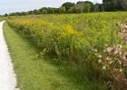 SpringbrookBike090416-5674  Bike Springbrook Prairie bike trail, Naperville : 2016, Biking, Forest Preserve District Dupage County, Naperville, Naperville Park District, Springbrook, Springbrook Prairie, Springbrook Prairie Forest Preserve, biketrail, praire