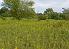 Springbrook Prairie  Bike Springbrook Prairie bike trail, Naperville : 2016, Biking, Forest Preserve District Dupage County, Naperville, Naperville Park District, Springbrook, Springbrook Prairie, Springbrook Prairie Forest Preserve, biketrail, praire
