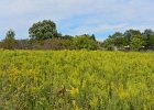 Goldenrod  Bike Springbrook Prairie bike trail, Naperville : 2016, Biking, Forest Preserve District Dupage County, Naperville, Naperville Park District, Springbrook, Springbrook Prairie, Springbrook Prairie Forest Preserve, biketrail, praire