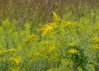 Goldenrod  Bike Springbrook Prairie bike trail, Naperville : 2016, Biking, Forest Preserve District Dupage County, Naperville, Naperville Park District, Springbrook, Springbrook Prairie, Springbrook Prairie Forest Preserve, biketrail, praire