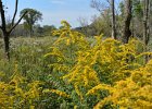 Goldenrod  Goldenrod. Bike Waterfall Glen trail : 2016, Darien, DuPage County, Forest Preserve, Forest Preserve District Dupage County, IL, Illinois, Waterfall Glen, Waterfall Glen Forest Preserve, biketrail, bikiing