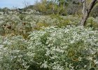 Queen Anne's Lace  Queen Anne's Lace. Bike Waterfall Glen trail : 2016, Darien, DuPage County, Forest Preserve, Forest Preserve District Dupage County, IL, Illinois, Waterfall Glen, Waterfall Glen Forest Preserve, biketrail, bikiing