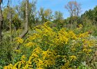 Goldenrod  Goldenrod. Bike Waterfall Glen trail : 2016, Darien, DuPage County, Forest Preserve, Forest Preserve District Dupage County, IL, Illinois, Waterfall Glen, Waterfall Glen Forest Preserve, biketrail, bikiing