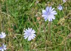 Chicory  Chicory. Bike Waterfall Glen trail : 2016, Darien, DuPage County, Forest Preserve, Forest Preserve District Dupage County, IL, Illinois, Waterfall Glen, Waterfall Glen Forest Preserve, biketrail, bikiing