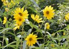 Compass plant  Compass plant. Bike Waterfall Glen trail : 2016, Darien, DuPage County, Forest Preserve, Forest Preserve District Dupage County, IL, Illinois, Waterfall Glen, Waterfall Glen Forest Preserve, biketrail, bikiing