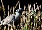 Yellow-crowned night heron  Yellow-crowned night heron seen while driving through Ding Darling : 2016, Captiva, Ding Darling, Sanibel, Yellow-crowned night heron, vacation