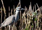 Yellow-crowned night heron.  Yellow-crowned night heron seen while driving through Ding Darling : 2016, Captiva, Ding Darling, Sanibel, Yellow-crowned night heron, vacation