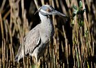 Yellow-crowned night heron  Yellow-crowned night heron seen while driving through Ding Darling : 2016, Captiva, Ding Darling, Sanibel, Yellow-crowned night heron, vacation