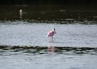 Roseate Spoonbill  Roseate Spoonbill. Drive through Ding Darling : 2016, Captiva, Ding Darling, Roseate Spoonbill, Sanibel, vacation