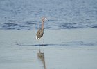 Redish Egret  Redis Egret. Drive through Ding Darling : 2016, Captiva, Ding Darling, Redish Egret, Sanibel, vacation