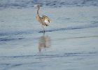 Redish Egret  Redish Egret. Drive through Ding Darling : 2016, Captiva, Ding Darling, Redish Egret, Sanibel, vacation