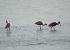 Roseate Spoonbill  Roseate Spoonbill. Drive through Ding Darling : 2016, Captiva, Ding Darling, Roseate Spoonbill, Sanibel, vacation