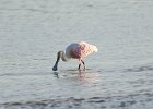 Roseate Spoonbill  Roseate Spoonbill. Drive through Ding Darling : 2016, Captiva, Ding Darling, Roseate Spoonbill, Sanibel, vacation