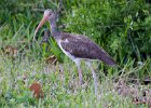 Ibis  Ibis. Drive through Ding Darling : 2016, Captiva, Ding Darling, Ibis, Sanibel, vacation