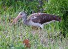 Juvenille Ibis  Juvienille Ibis. Drive through Ding Darling : 2016, Captiva, Ding Darling, Ibis, Sanibel, vacation