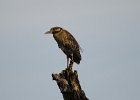 Yellow-crowned night heron.  Yellow-crowned night heron seen while driving through Ding Darling : 2016, Captiva, Ding Darling, Sanibel, Yellow-crowned night heron, vacation
