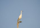 Snowy Egret  Snow Egret. Drive through Ding Darling : 2016, Captiva, Ding Darling, Sanibel, Snowy Egret, vacation