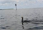 Captiva040616-4636  Rounding the Northern Tip of Buck Key, heading back. Kayaking from Tween-waters Inn down Roosevelt Channel, then around the far side of Buck Kay.  No wind, tide coming in. : 2016, Captiva, Cormorant, Kayaking