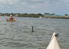 Captiva040616-4658  Paddeling back.  Kayaking from Tween-waters Inn down Roosevelt Channel, then around the far side of Buck Kay.  No wind, tide coming in. : 2016, Captiva, Cormorant, Kayaking