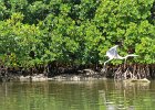 Great Blue Heron  Great Blue Heron. Heading North along the far side of B uck Key. Kayaking from Tween-waters Inn down Roosevelt Channel, then around the far side of Buck Kay.  No wind, tide coming in. : 2016, Buck Key, Captiva, Great Blue Heron, Kayaking