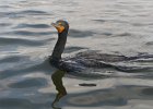 Cormorant  Cormorant just landed near tjhe boat.  Using the kayak to help with fishing. Rounding the Northern Tip of Buck Key, heading back. Kayaking from Tween-waters Inn down Roosevelt Channel, then around the far side of Buck Kay.  No wind, tide coming in. : 2016, Buck Key, Captiva, Cormorant, Kayaking